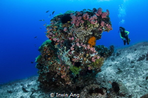 B L U E - W A T E R 
Sumilon Island, Cebu. Philippines 2014 by Irwin Ang 